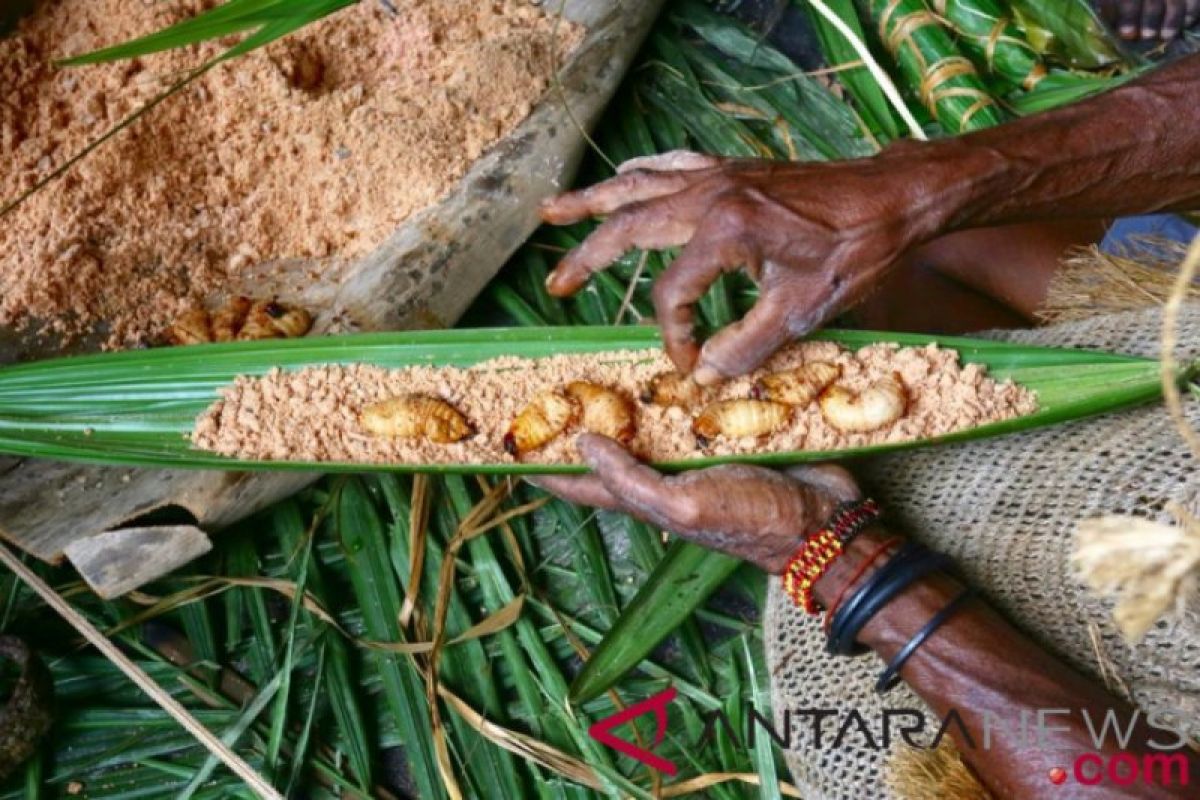 Festival pesta ulat sagu Papua kearifan lokal jaga hutan