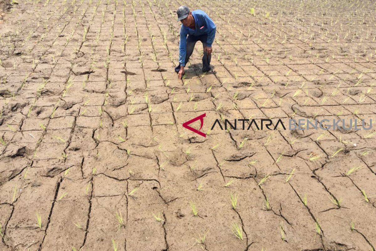 Ratusan hektare sawah Rejang Lebong terancam kekeringan