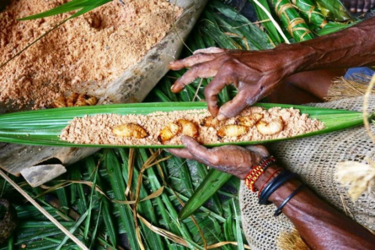 Festival Pesta Ulat Sagu Kombay pertama di Papua