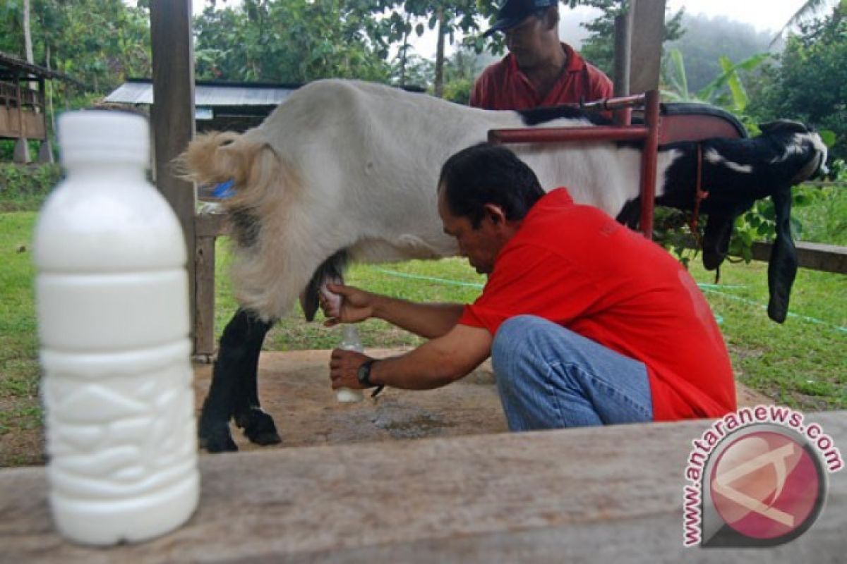 Ratusan Kambing Kaligesing ramaikan kontes Piala Raja di Sleman