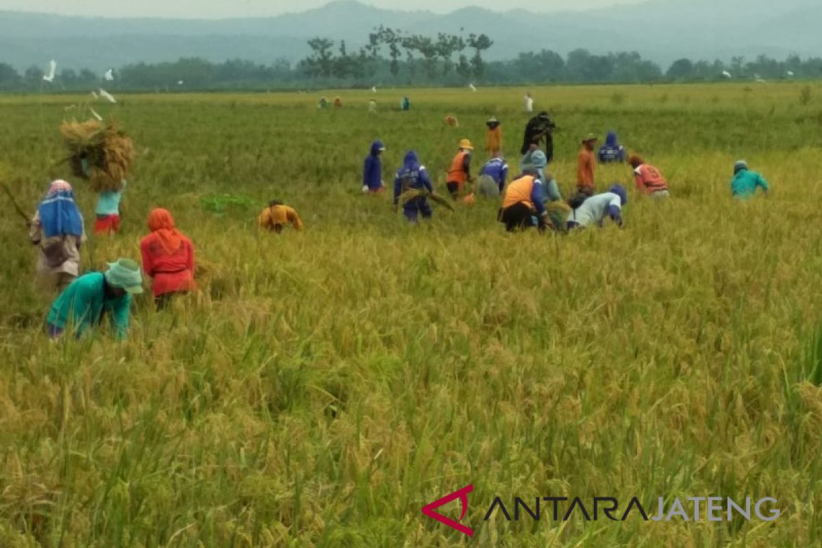 Boyolali surplus beras 25 persen padahal produksinya turun