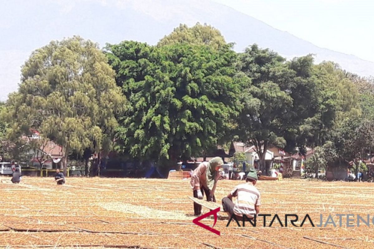 Petani tembakau Temanggung didorong jalin kemitraan