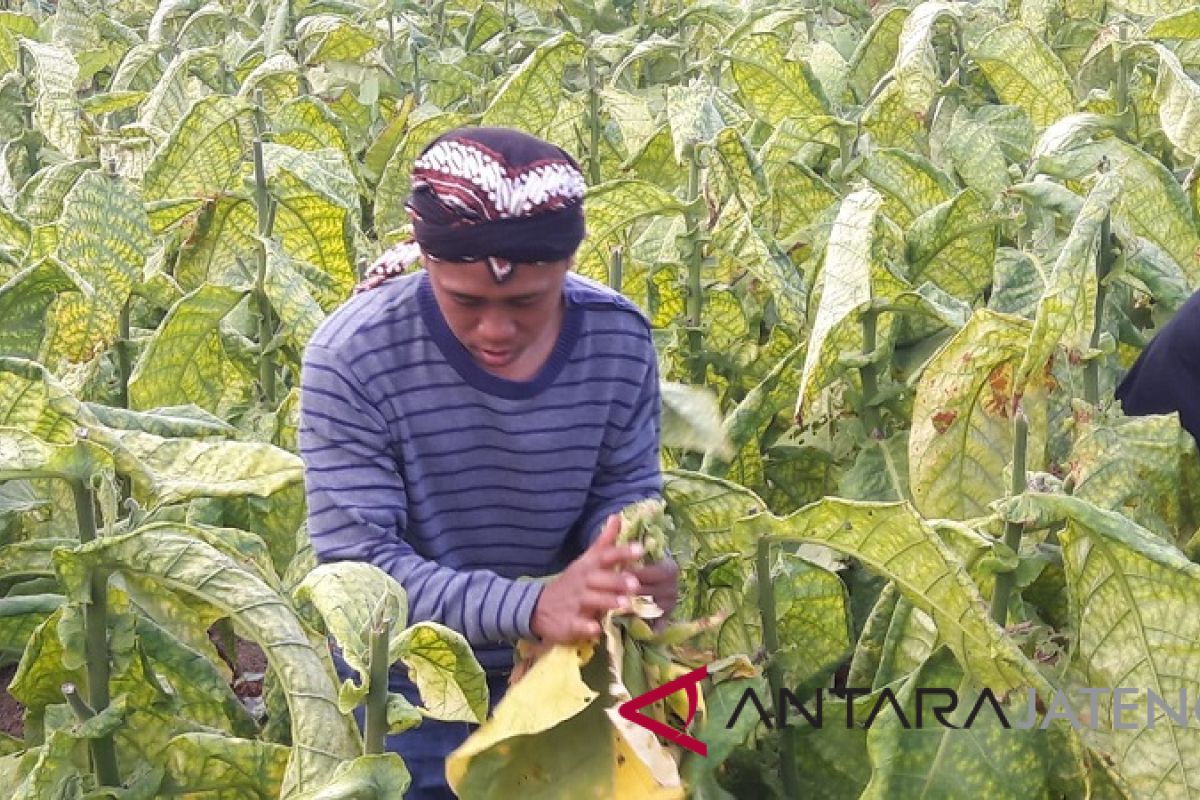 Varietas tembakau Kemloko V lebih banyak hasilkan srintil