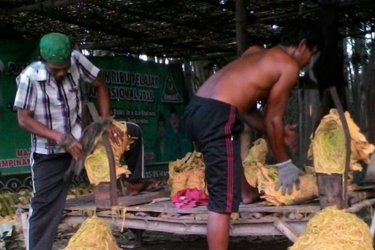 Harga Tembakau di Probolinggo Cukup Tinggi