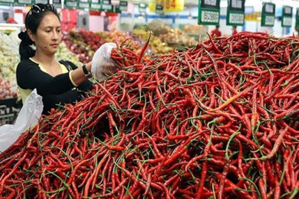 Harga naik, petani cabe Sipirok mulai tersenyum