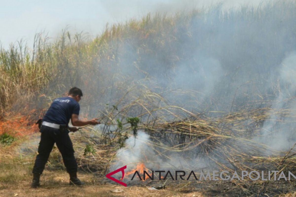 Gara-gara puntung rokok bisa picu kebakaran ilalang