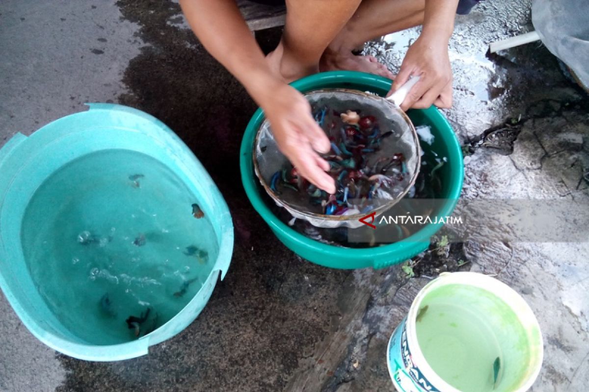 Produksi Ikan Cupang Kediri Turun Terpengaruh Kemarau (Video)