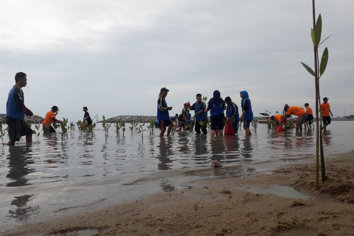 Relawan penanggulangan bencana Babel tanam 1.500 mangrove