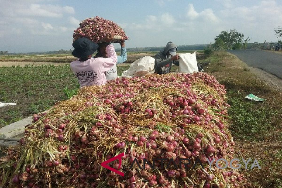 Produksi bawang merah Kulon Progo meningkat