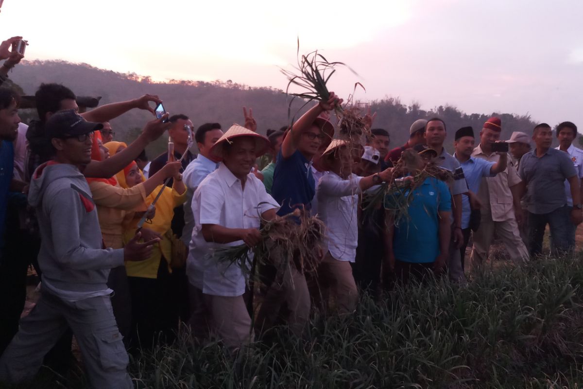 Sandiaga Panen Bawang Merah di Pacet (Video)