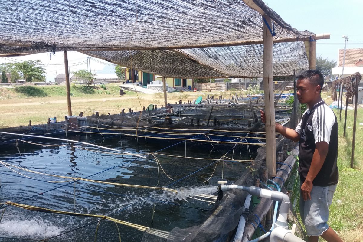 Pemkab Situbondo Dorong Masyarakat Pesisir Budi Daya Udang (Video)