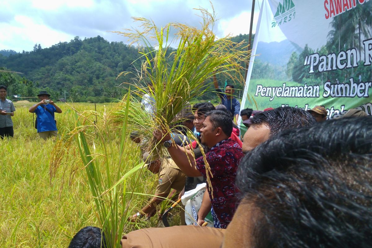 Warga Sijunjung panen raya padi organik