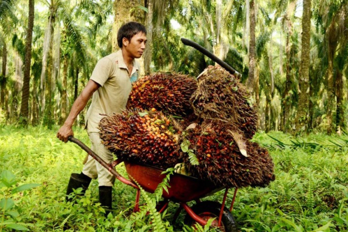 Kementan replanting sawit di Sulbar