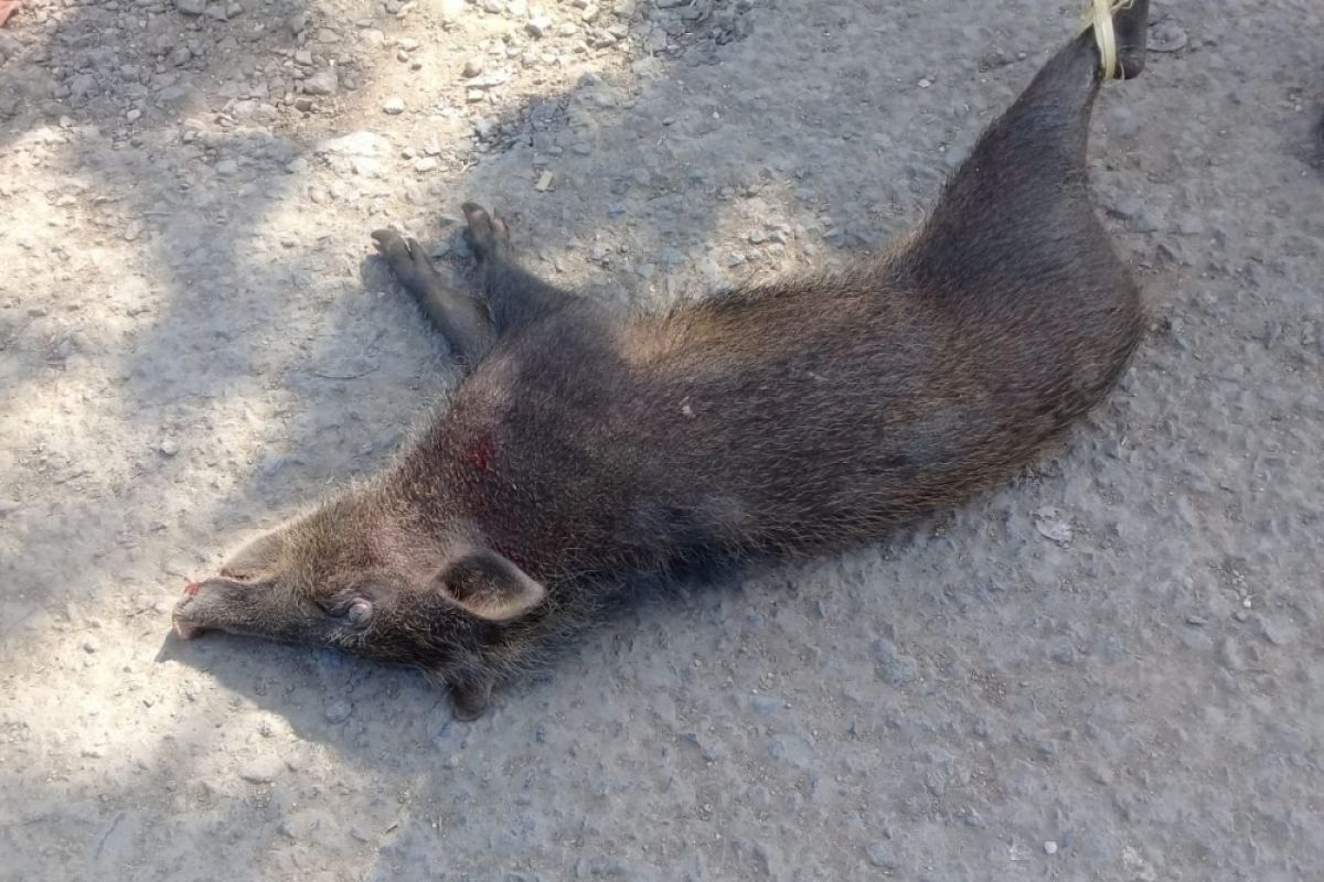 Kekurangan makanan kawanan babi hutan masuk perkampungan