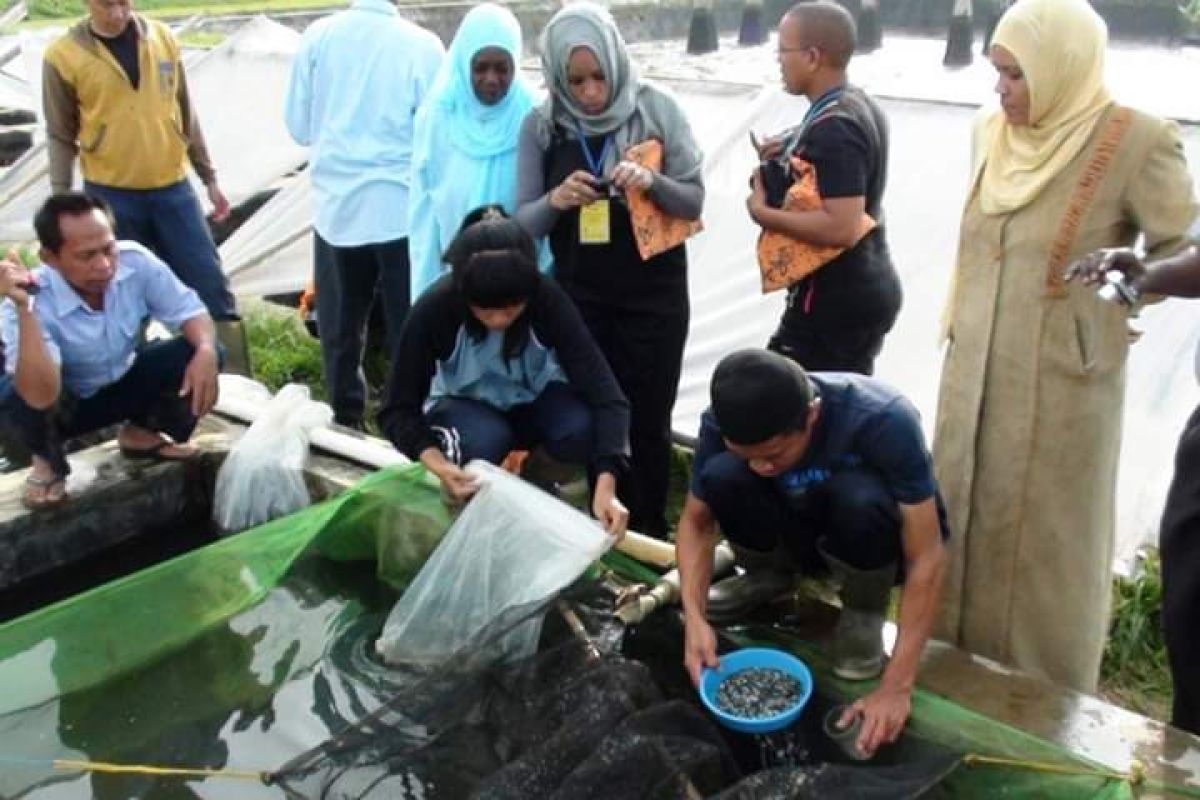Harga ikan mas dan beras di Sukabumi turun