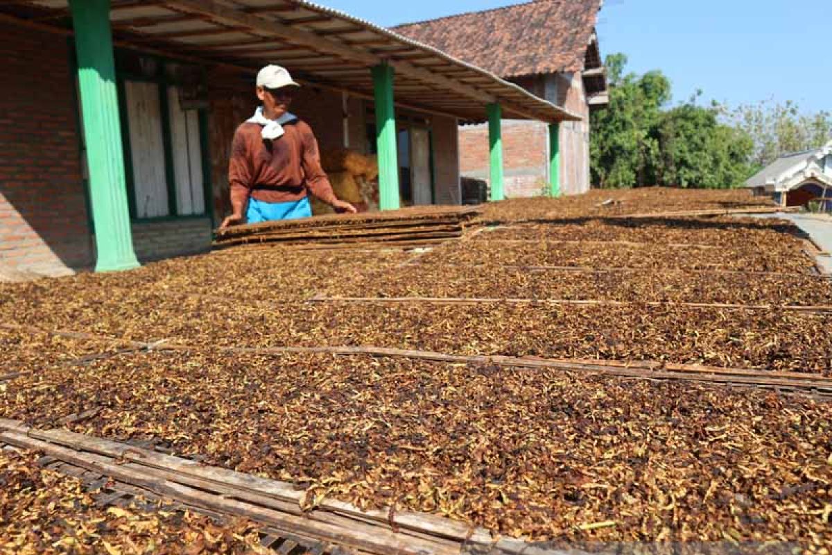 Produksi Tembakau di Bojonegoro Terserap Semua