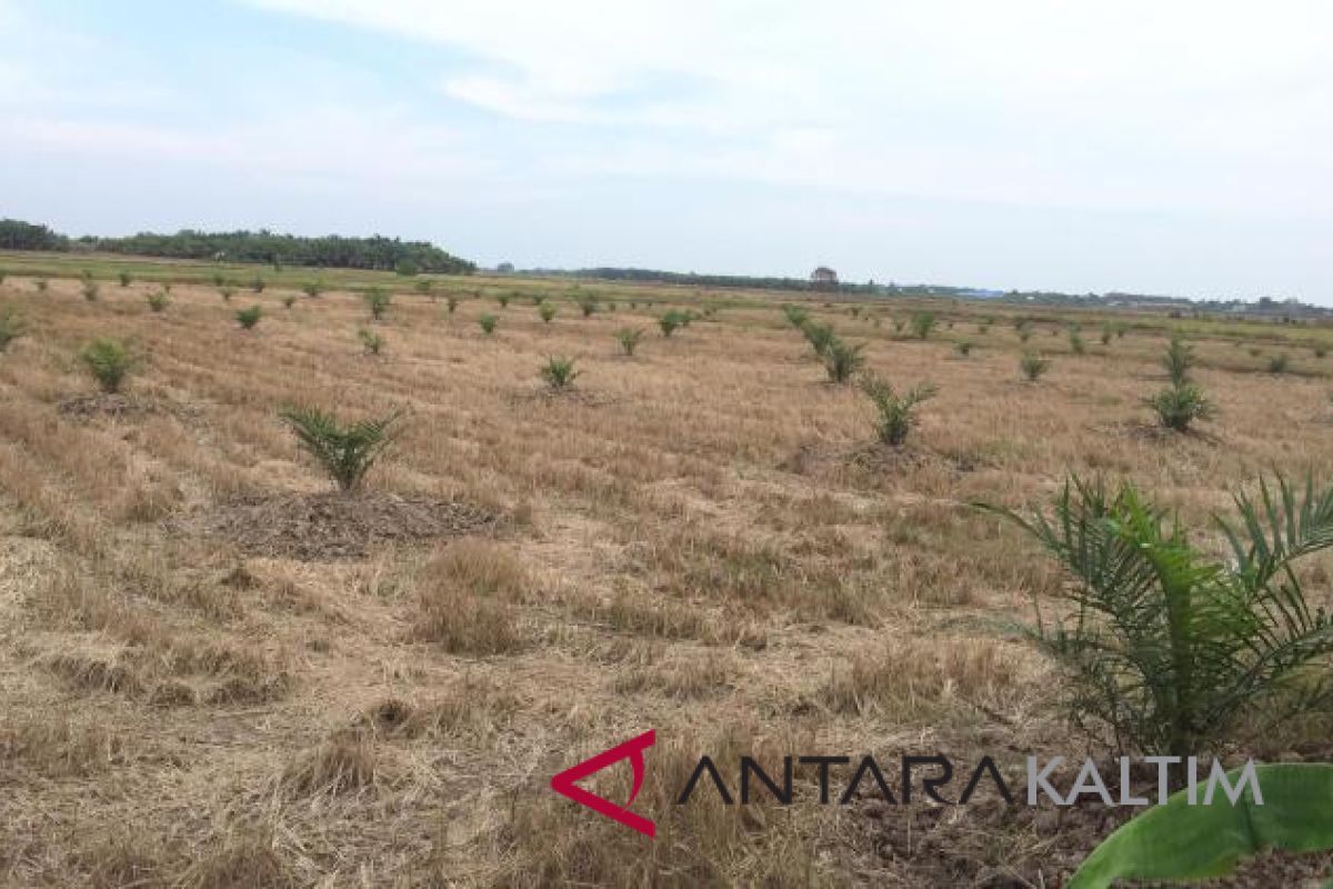 Lahan pertanian Penajam terus menyusut karena irigasi