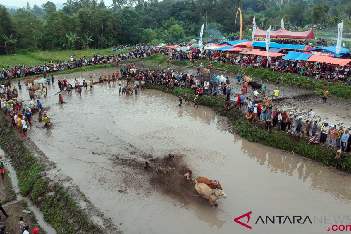 Sambut Lebaran, ada pacu jawi hingga Lintau Expo di Tanah Datar