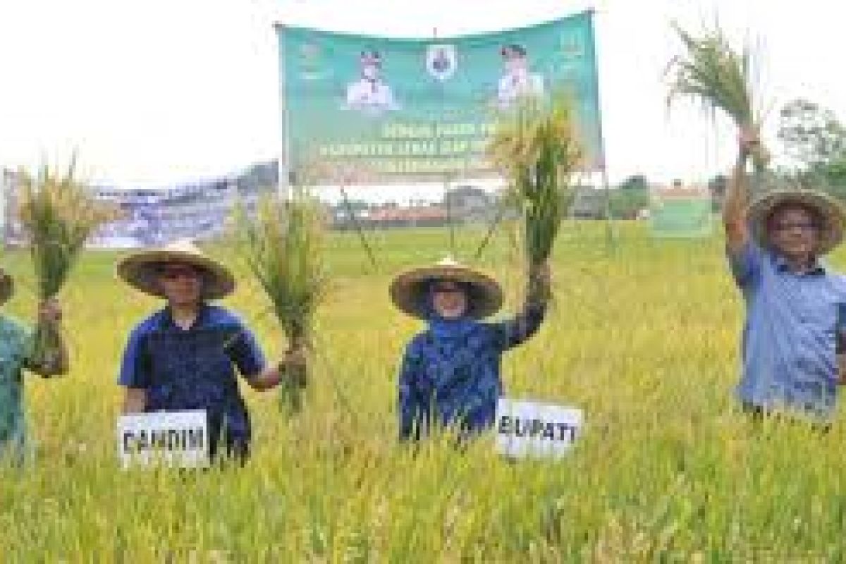 Kebijakan Jokowi Dorong Produksi Pangan Di Daerah