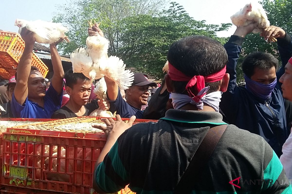 Dibutuhkan Dewan Perunggasan untuk jamin harga ayam