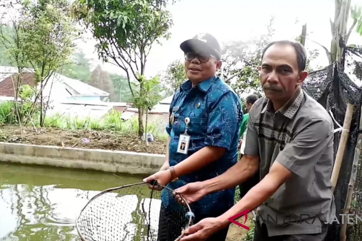 Bantu penghasilan warga, Pemkab Pekalongan budidayakan ikan air tawar