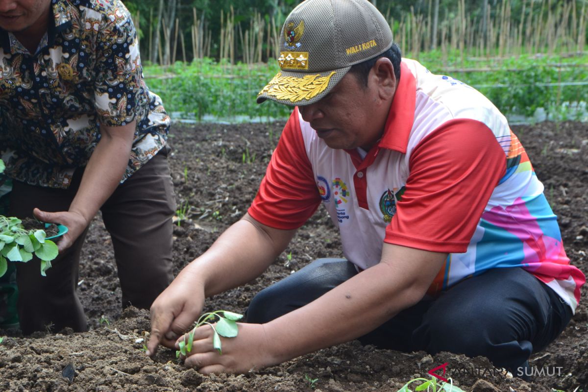 Tingkatkan sektor pertanian, wali kota tanam sawi