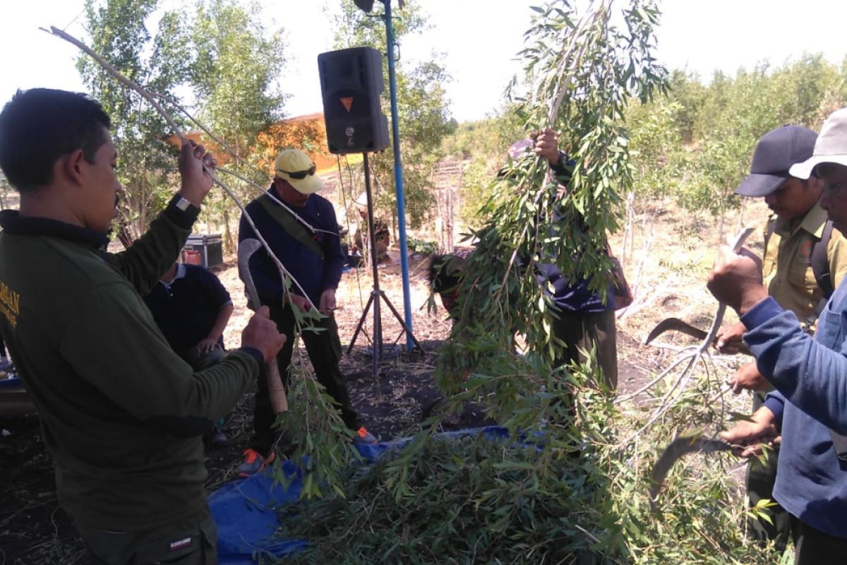 Rendemen Daun Kayu Putih Bojonegoro 1,3 Persen