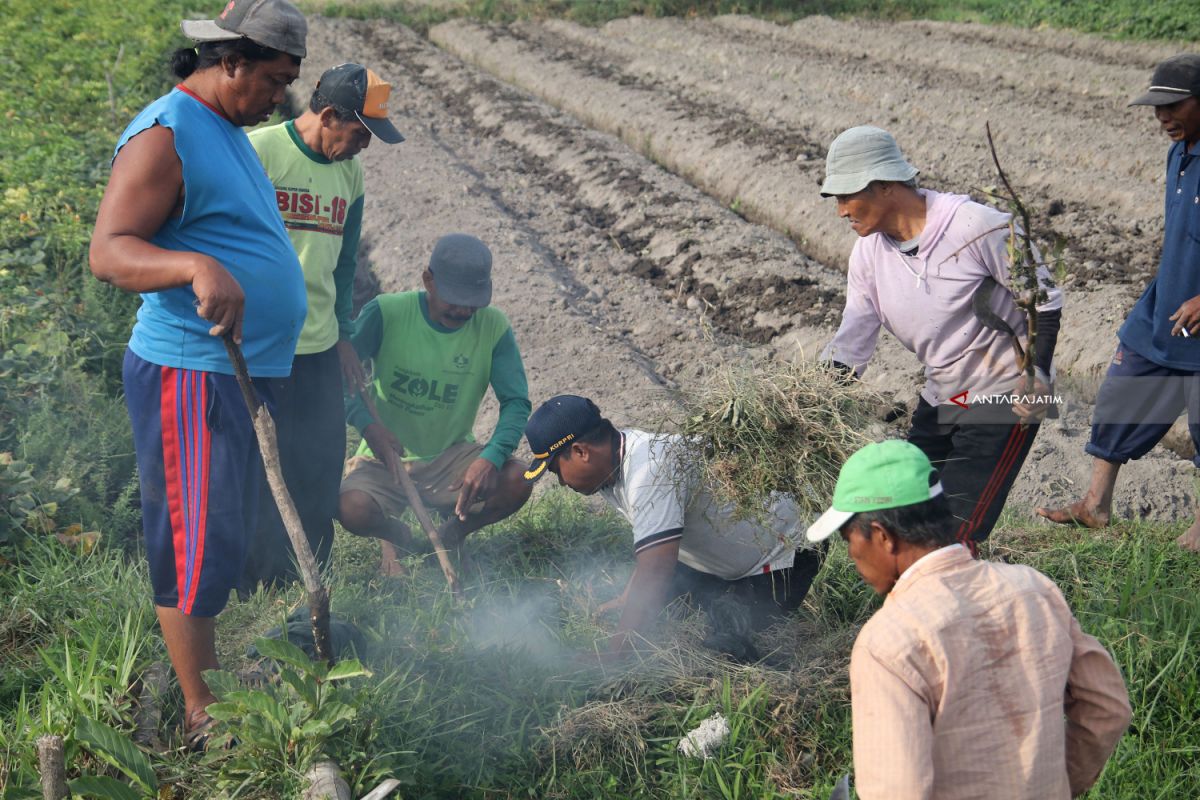 Hama Tikus Serang 1.000 Hektare Sawah di Ngawi