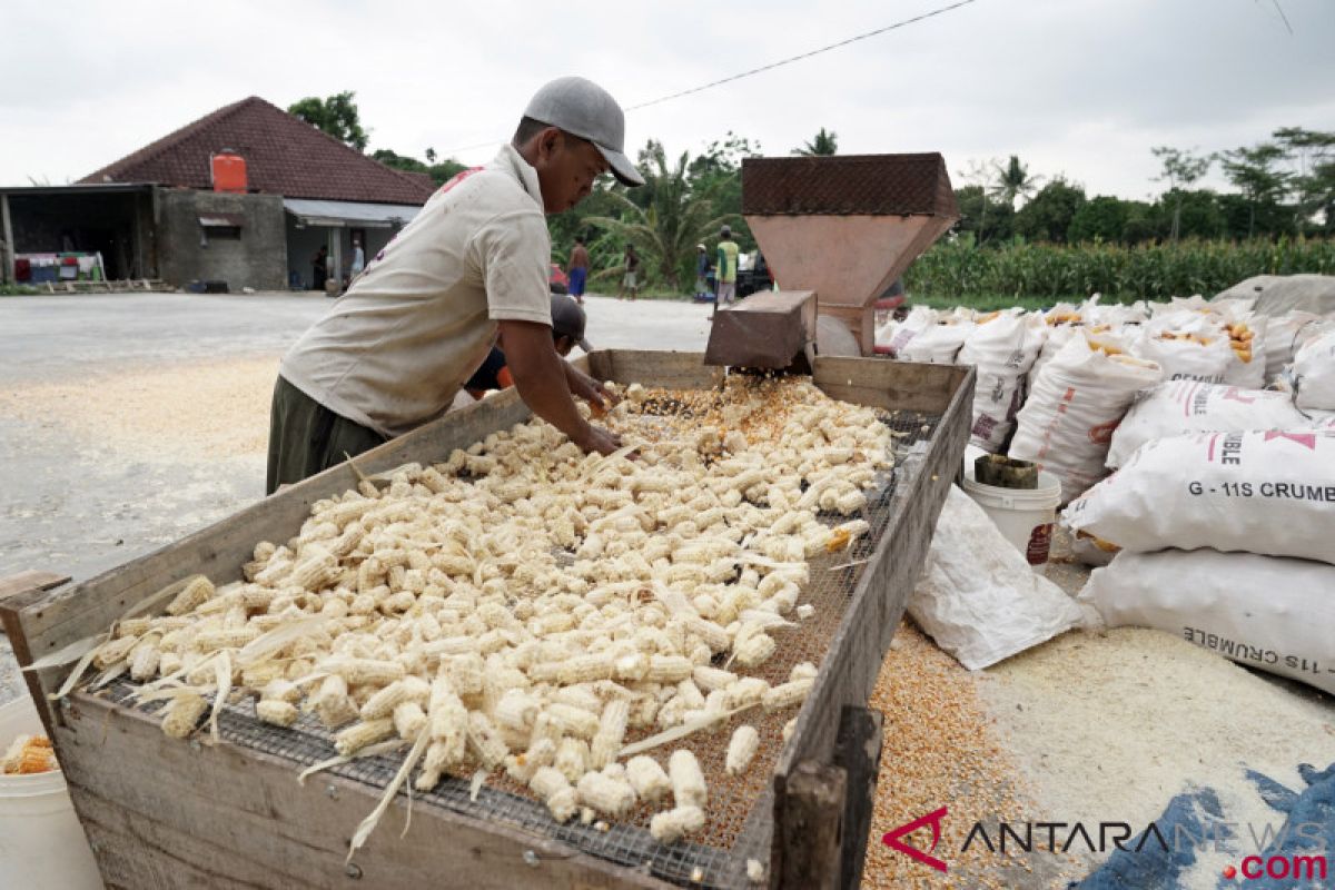 Asosiasi : Gudang pabrik pakan ternak tidak cukup besar