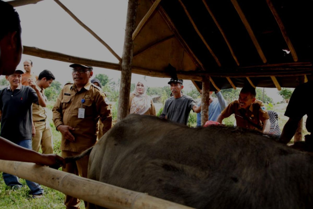 Distan Pandeglang Tingkatkan Populasi  Ternak  Melalui Program Inseminasi Buatan