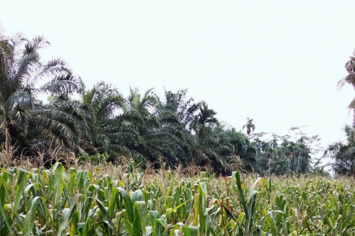 Panen holtikultura palawija di Langkat meningkat