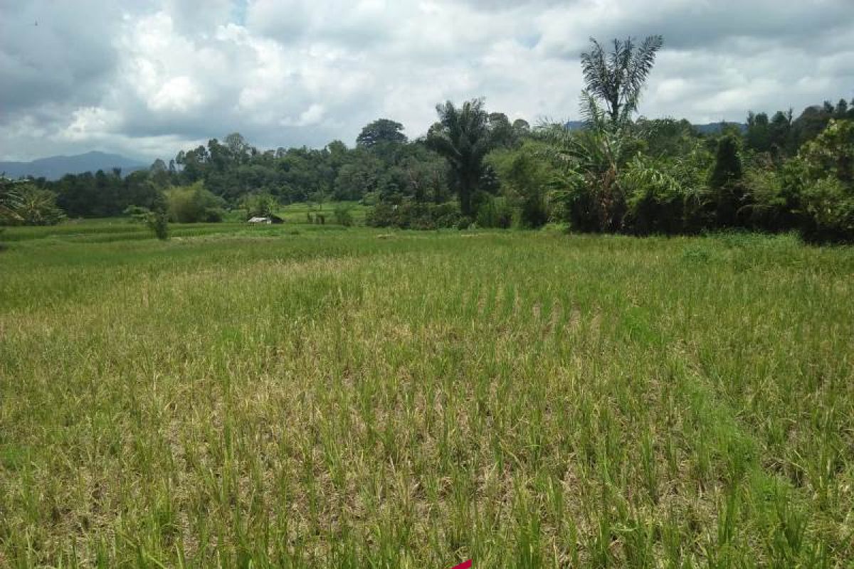 Hasil panen petani Sipirok menurun akibat tikus