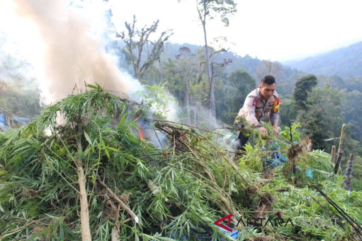 Tujuh hektar lahan ganja ditemukan di Tor Aek Gorsing Madina