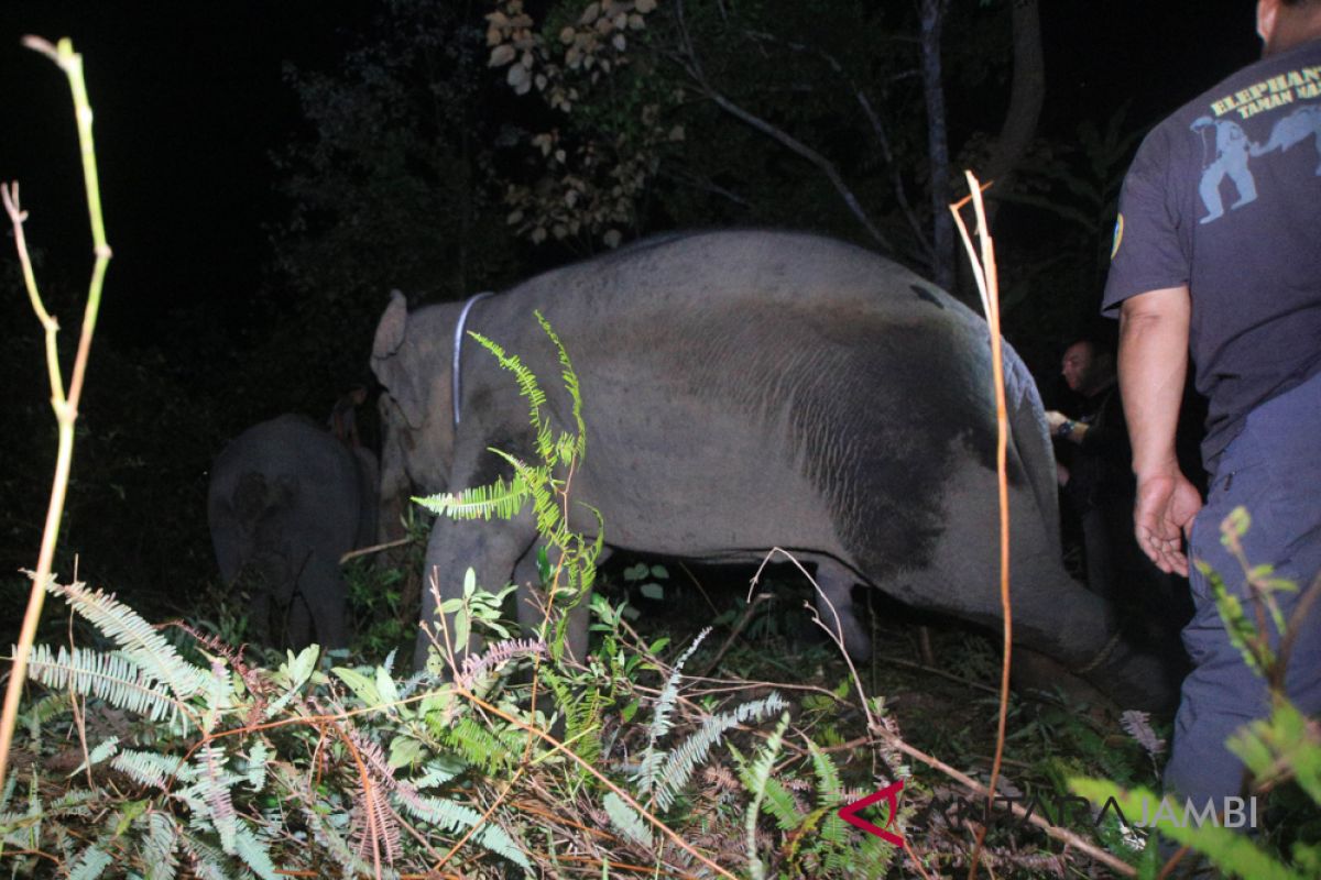 Hutan Harapan dapat tambahan tiga gajah Sumatera