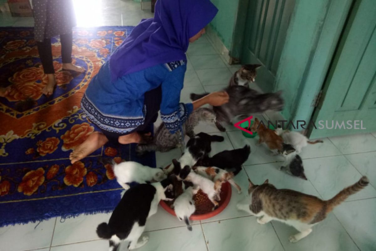Komunitas merawat kucing terluka di Palembang