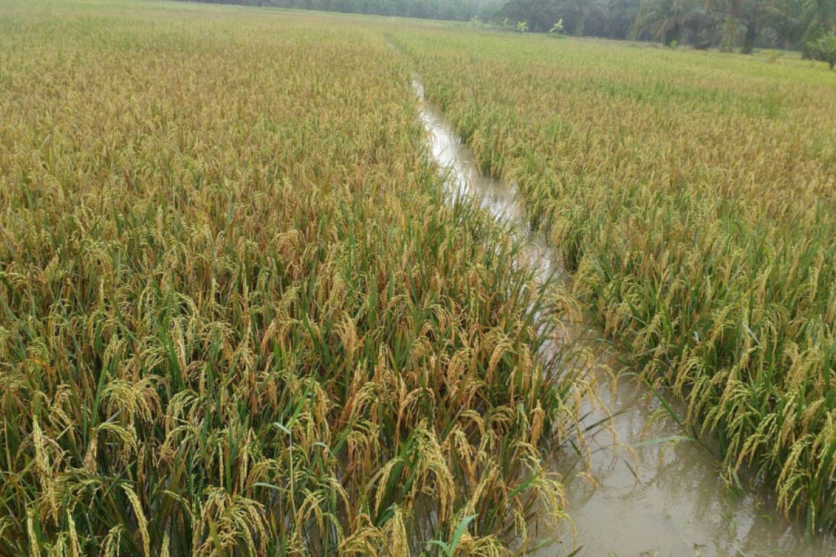 648 hektare tanaman padi petani terendam banjir