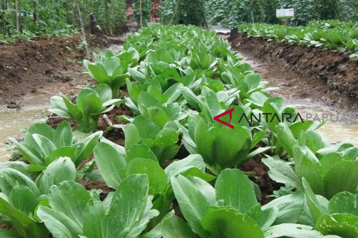 Papua Barat Tingkatkan Produksi Sayur Petani Lokal