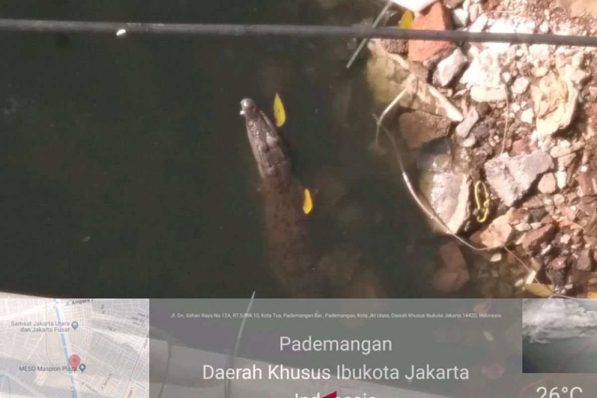 Waspada buaya yang betah di Jakarta