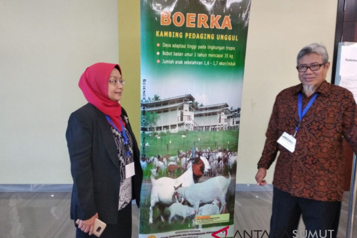 Kementan segera rilis Kambing Boerka  sebagai unggulan