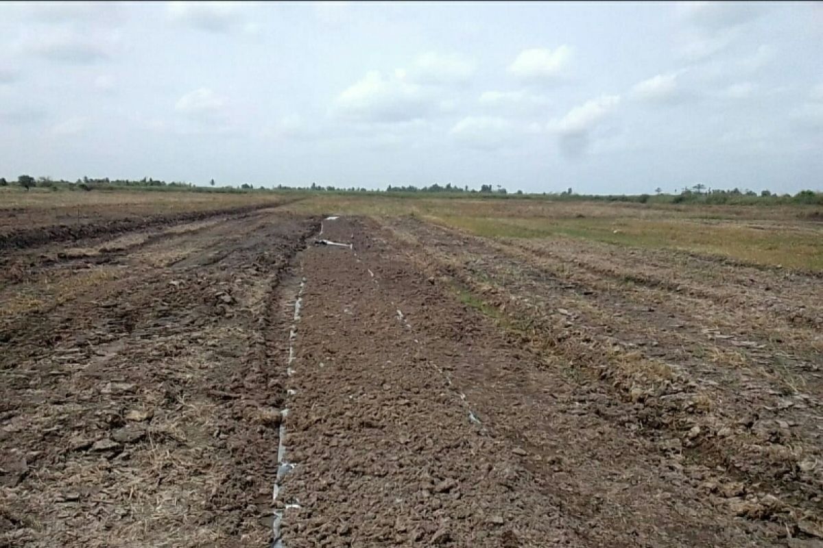 Petani Seruyan belum berani tanam padi