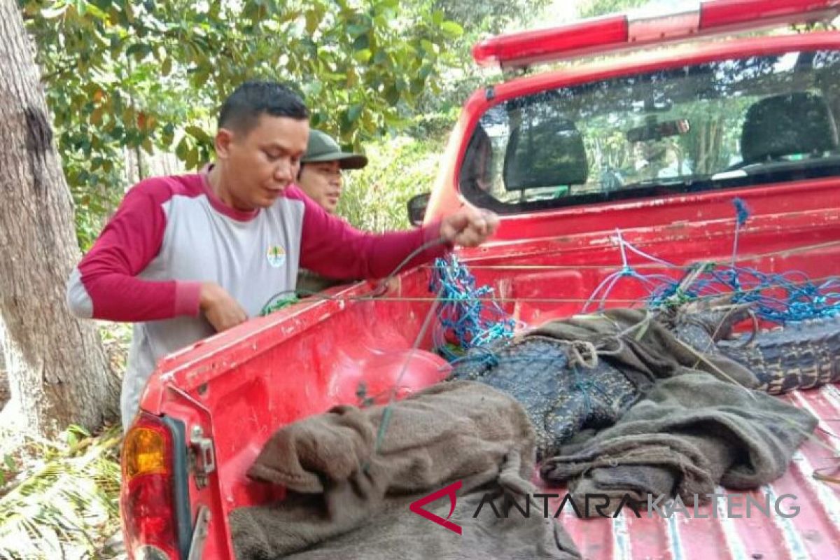 Hindari buaya, BKSDA minta masyarakat kurangi aktivitas di sungai