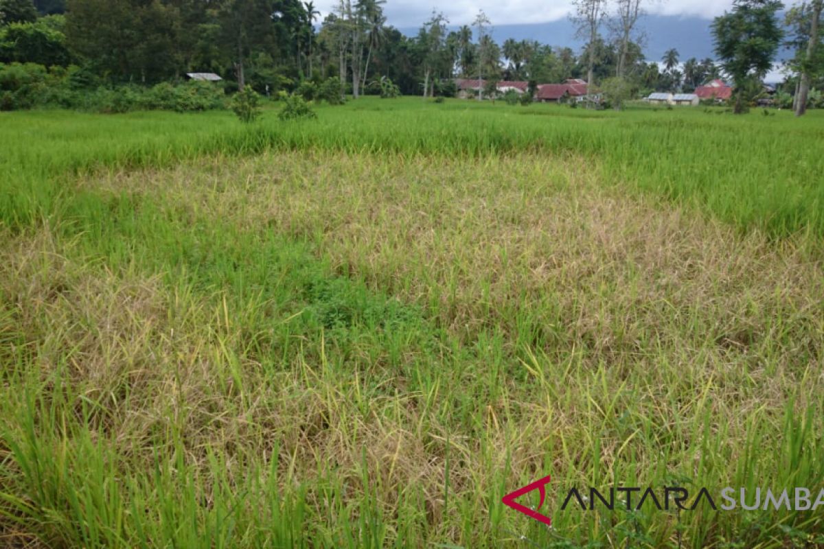 18 hektare tanaman padi warga Tanjungraya Agam diserang hama tikus