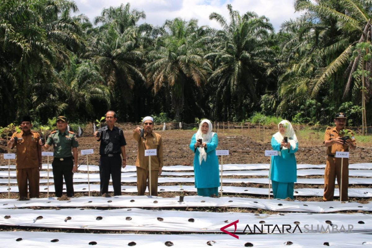 Ini tujuan gerakan tanam sayur mayur di pekarangan rumah di Pasaman Barat