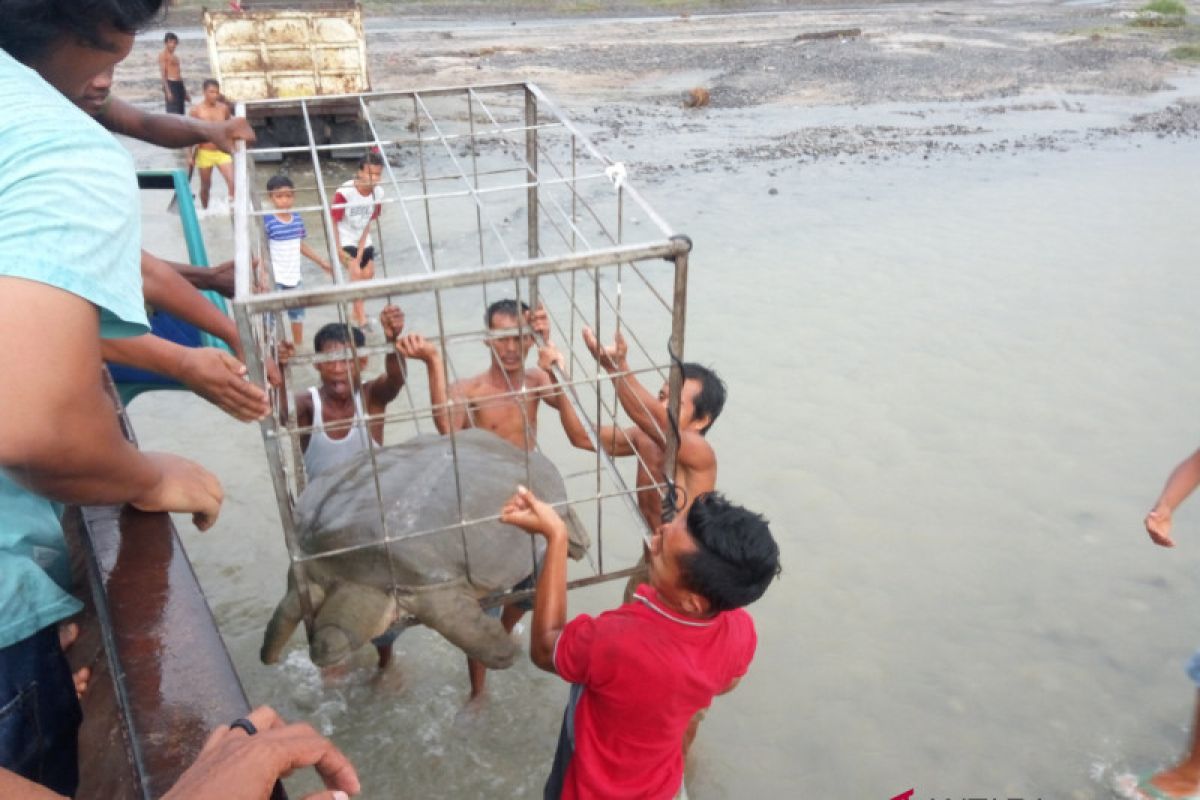 Pencari pasir temukan labi-labi raksasa di Sungai Kalunlutan Kabupaten Agam