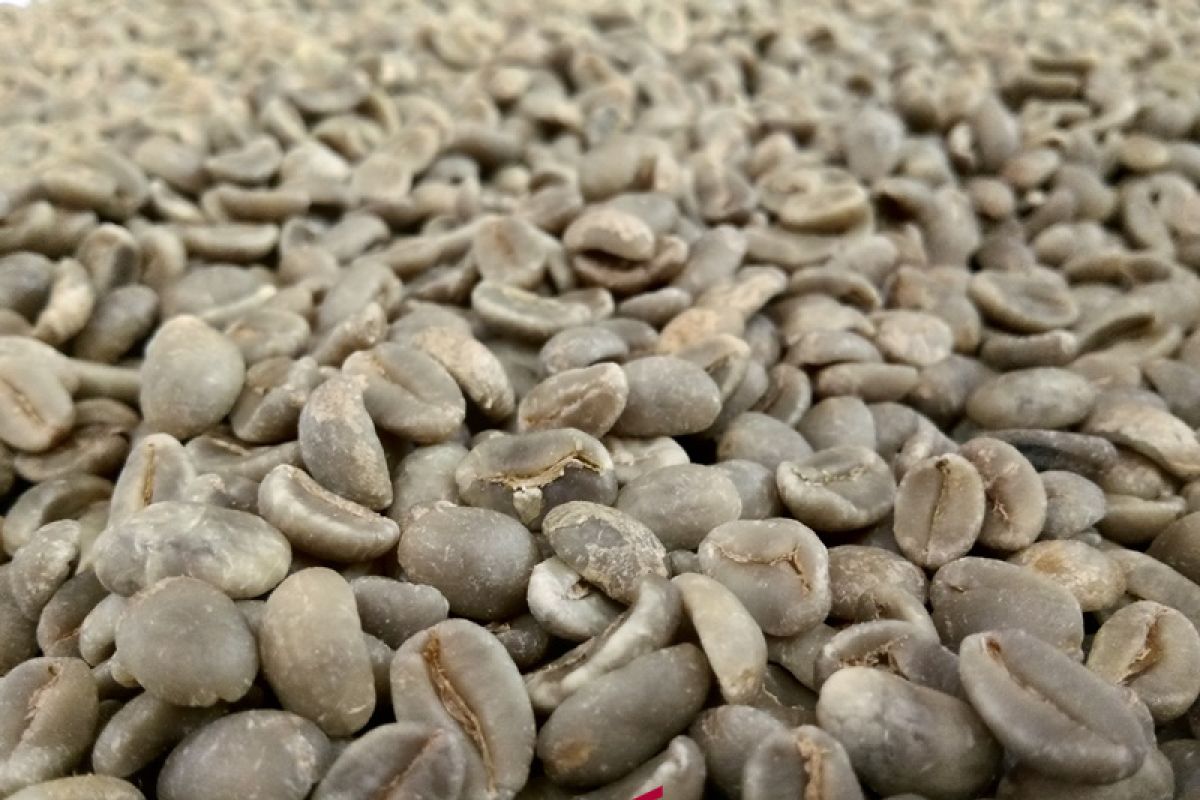 Green Bean Tabo kopi Sipirok ke tingkat nasional
