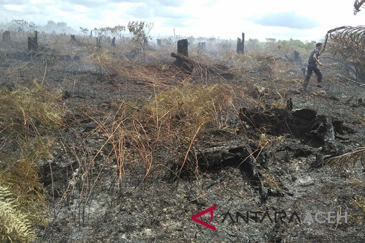 Lahan gambut di Aceh Barat terbakar