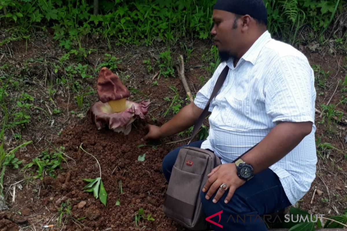 Bunga bangkai tumbuh di Padangsidimpuan