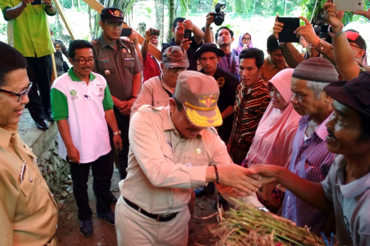 Kelompok hutan kemasyarakatan Agam kembangkan serai wangi seluas 10 hektare