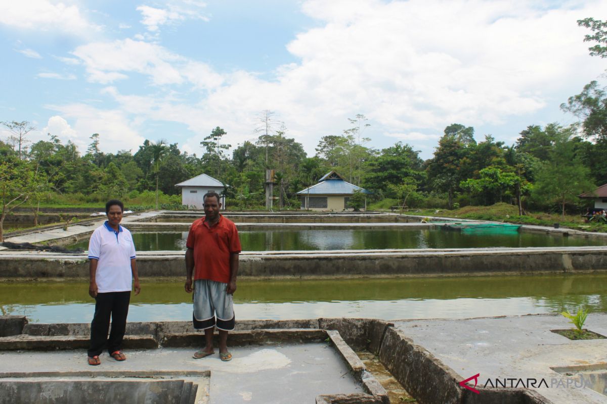 BBI Timika berupaya produksi 50 ribu bibit ikan unggul