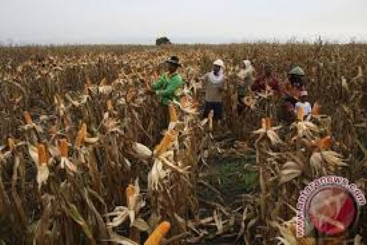 Petani Lebak Panen Jagung Seluas  756 Hektare